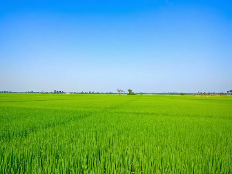 Vast open green paddy farmland under a clear blue sky in West Bengal